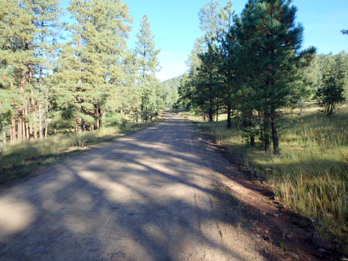 GDMBR: We seem to be in high elevation rolling pine woodlands.